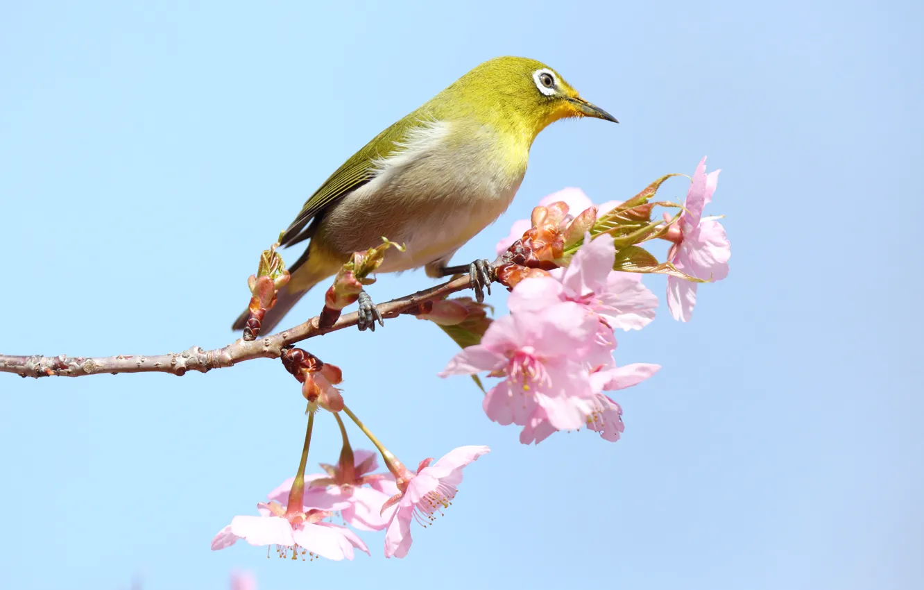 Photo wallpaper flowers, branches, bird, spring, Sakura, pink, flowering, blue background