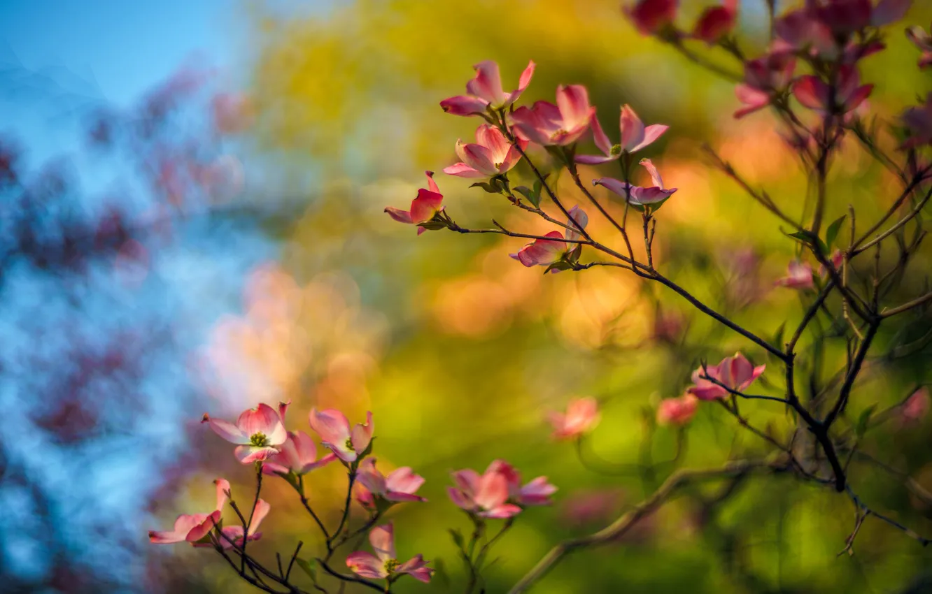 Photo wallpaper flowers, branches, bright, background, spring, pink, bright, flowering