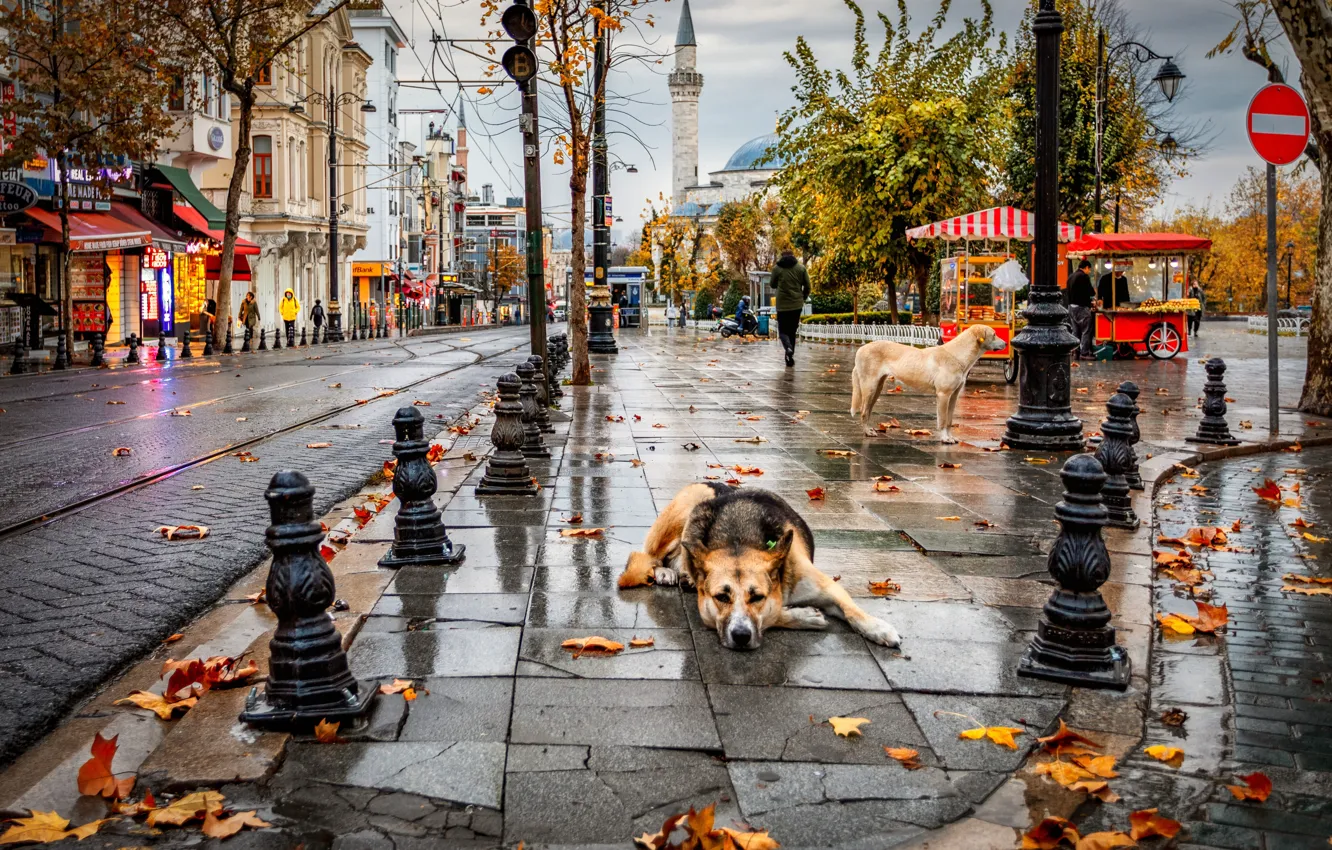 Photo wallpaper autumn, dogs, the city, rain, street, home, Alexander the Silent