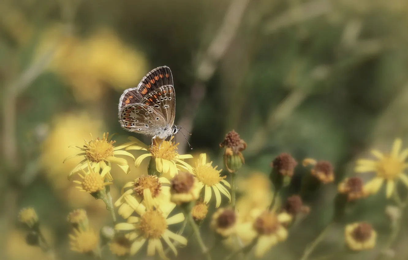 Photo wallpaper flowers, butterfly, wings, antennae