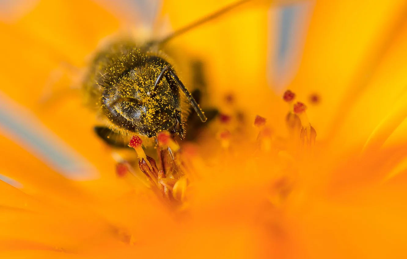 Photo wallpaper macro, flowers, bee, pollen