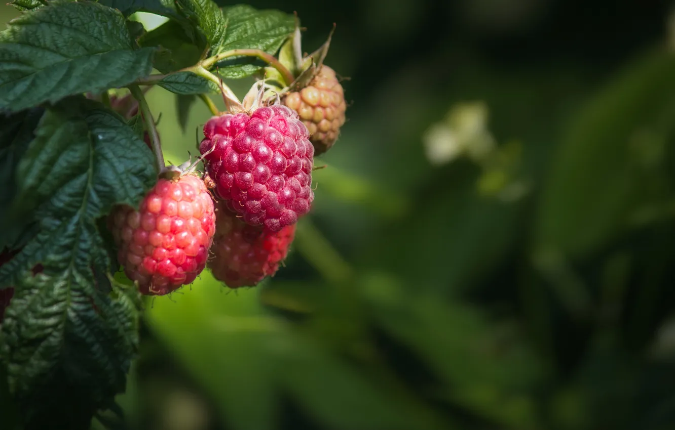 Photo wallpaper forest, summer, nature, berries, raspberry, plant, shrub