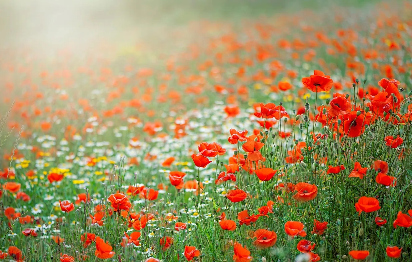 Photo wallpaper summer, flowers, nature, Maki