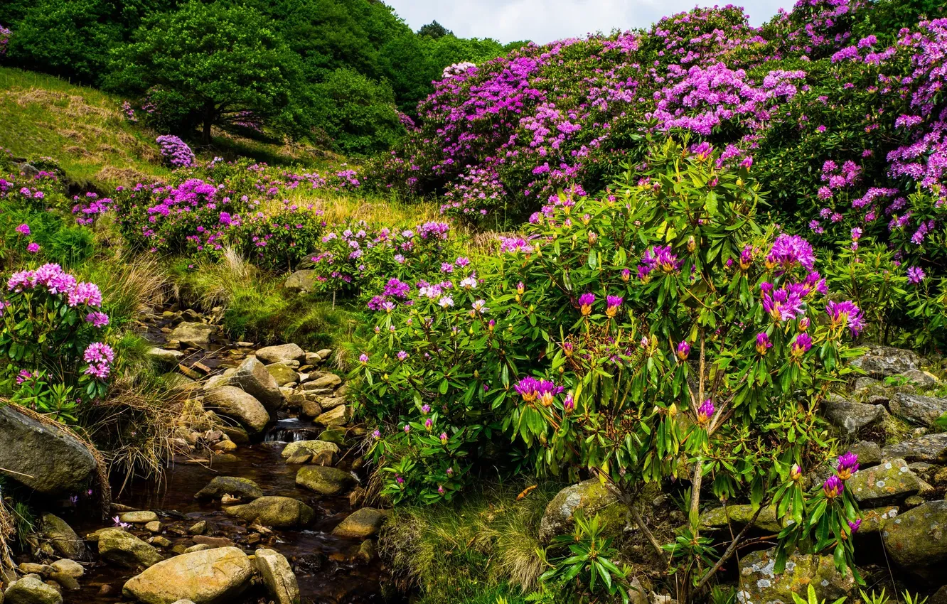Photo wallpaper trees, landscape, flowers, nature, stones, waterfall, shrub