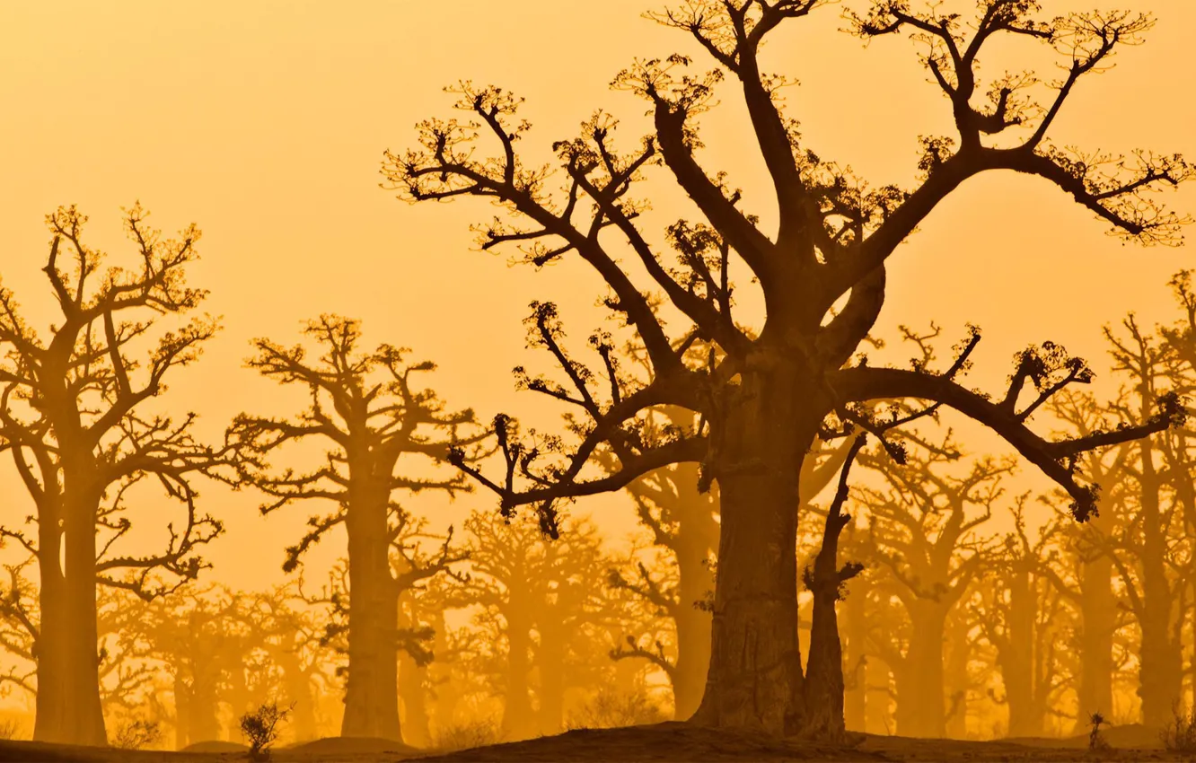 Photo wallpaper trees, baobab, Senegal, reserve Bandia