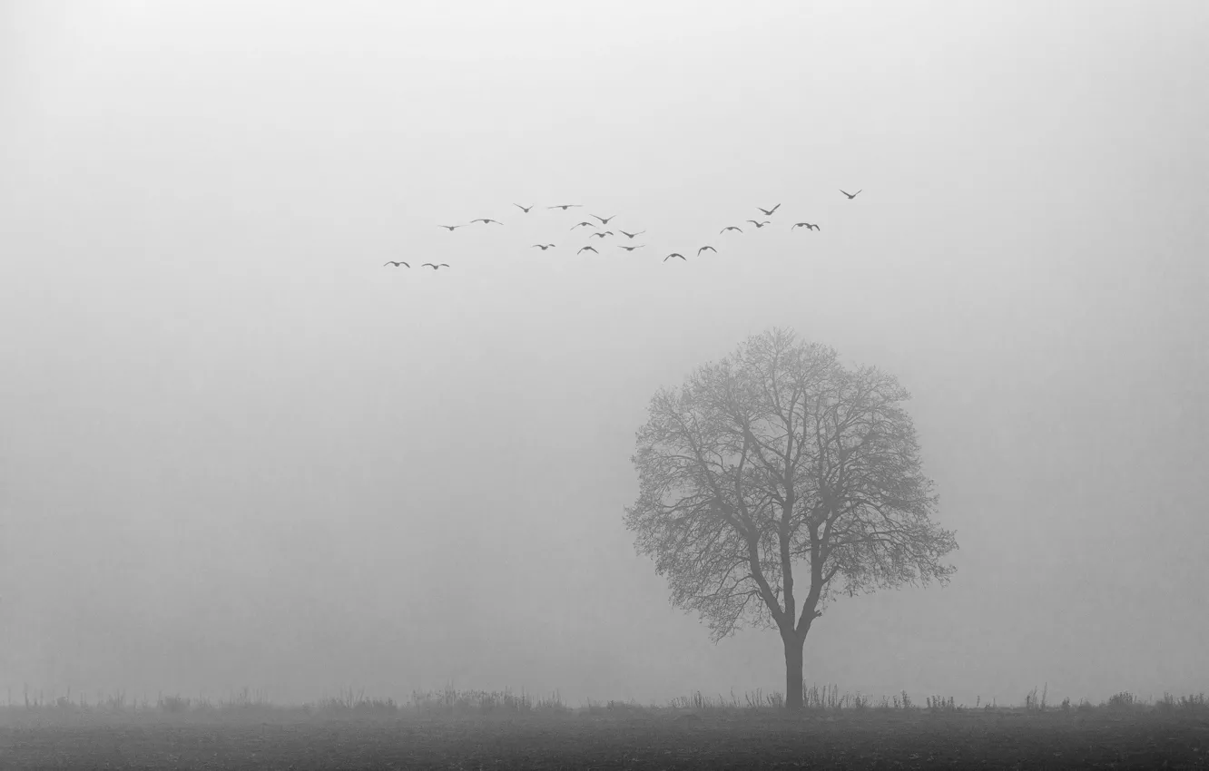 Photo wallpaper tree, birds, foggy