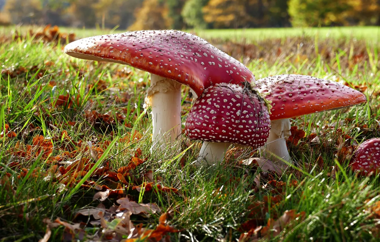 Photo wallpaper autumn, leaves, nature, mushrooms, mushroom, family, court.