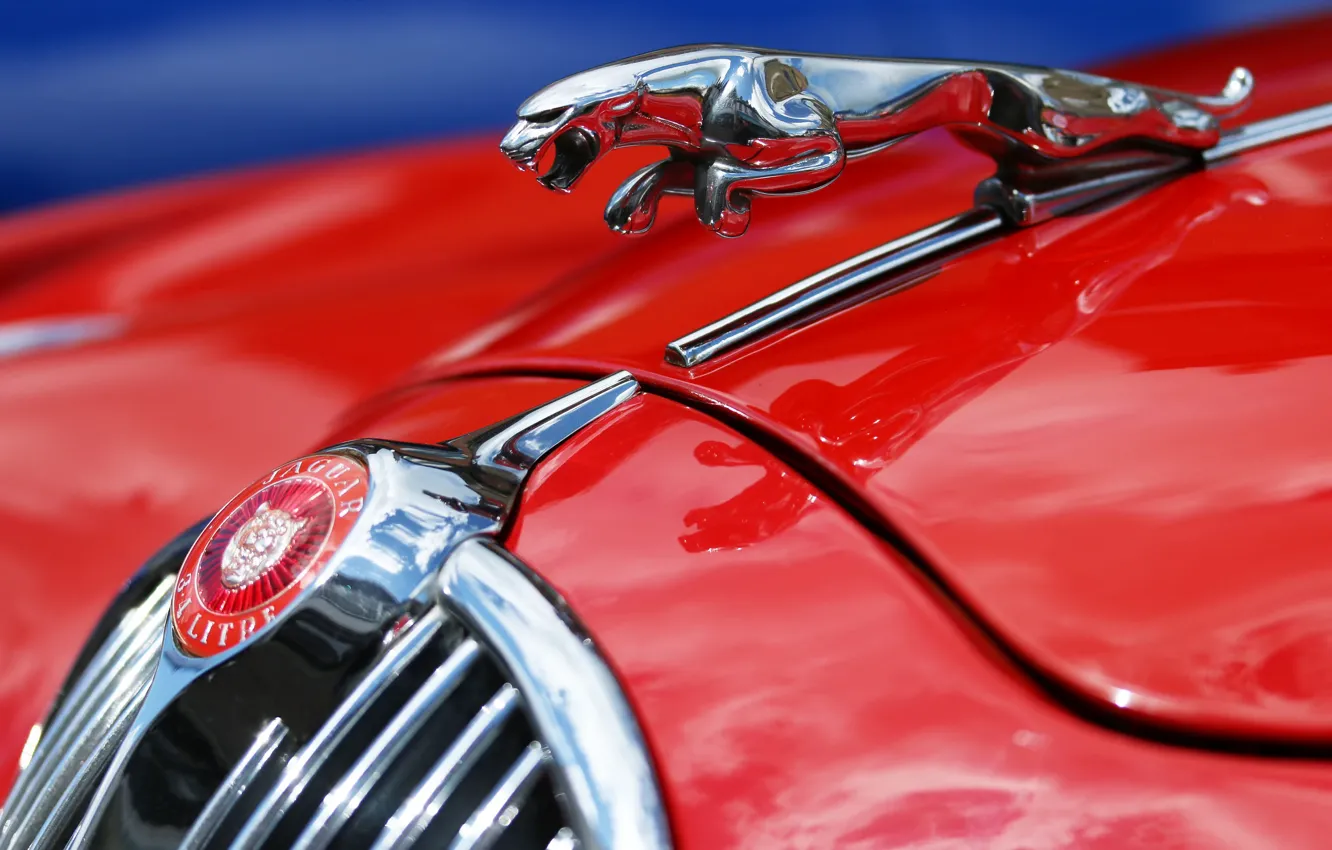 Photo wallpaper macro, red, Jaguar, Jaguar MK2