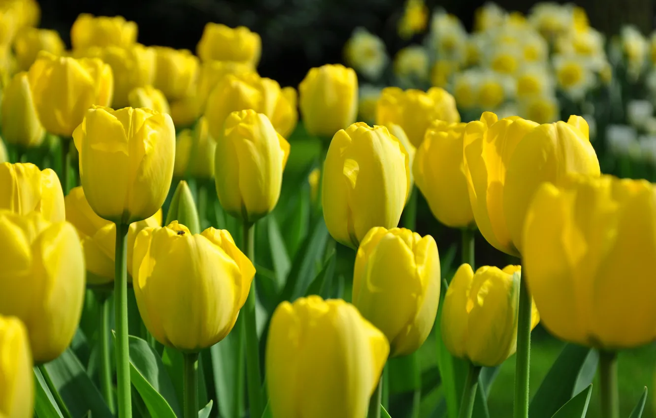 Photo wallpaper field, petals, stem, meadow, tulips, flowerbed