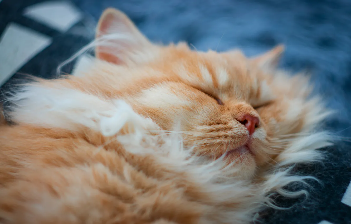 Photo wallpaper cat, cat, sleep, fluffy, sleeping, lies, red, face
