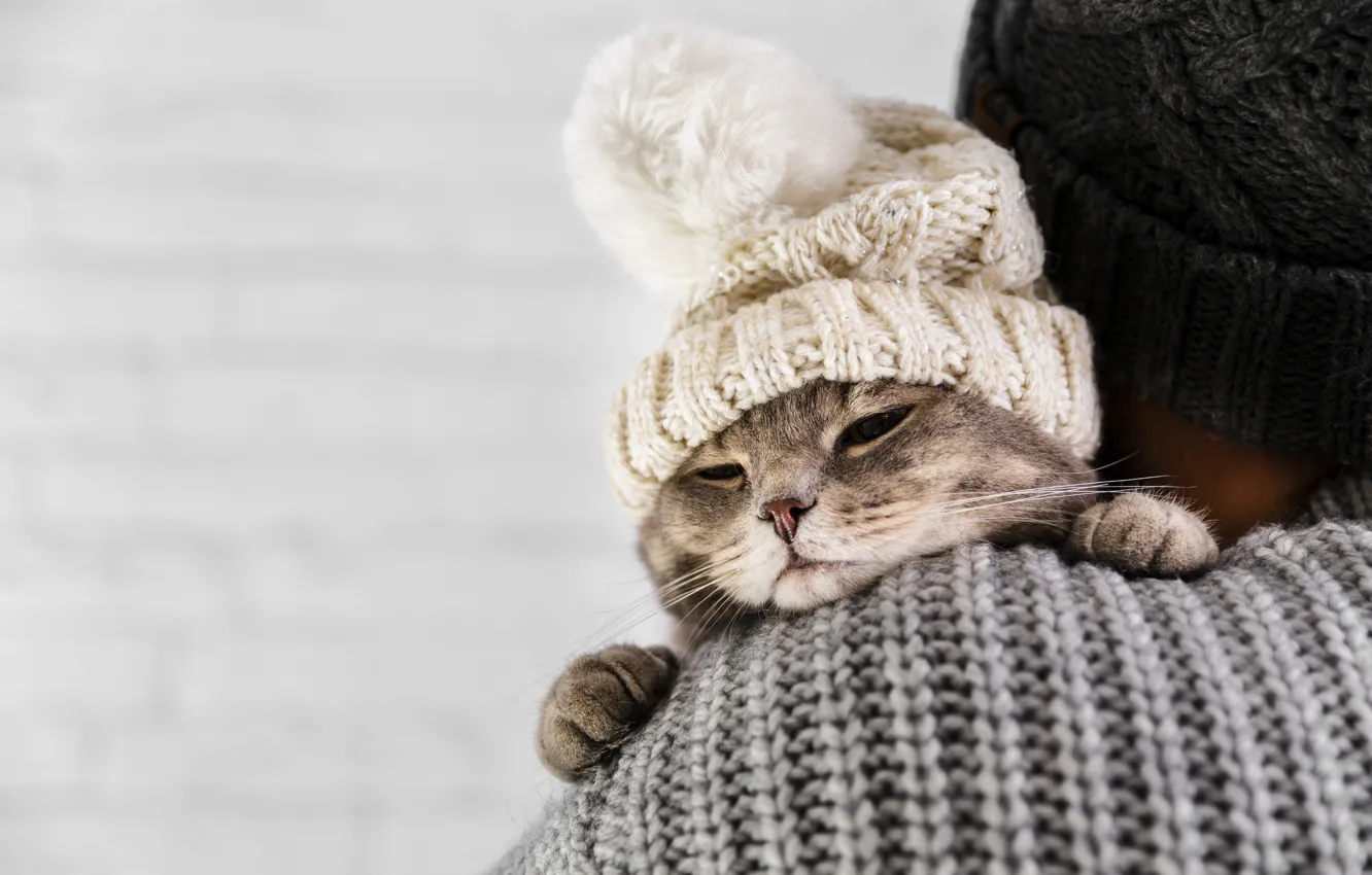 Photo wallpaper cat, cat, mistress, cap