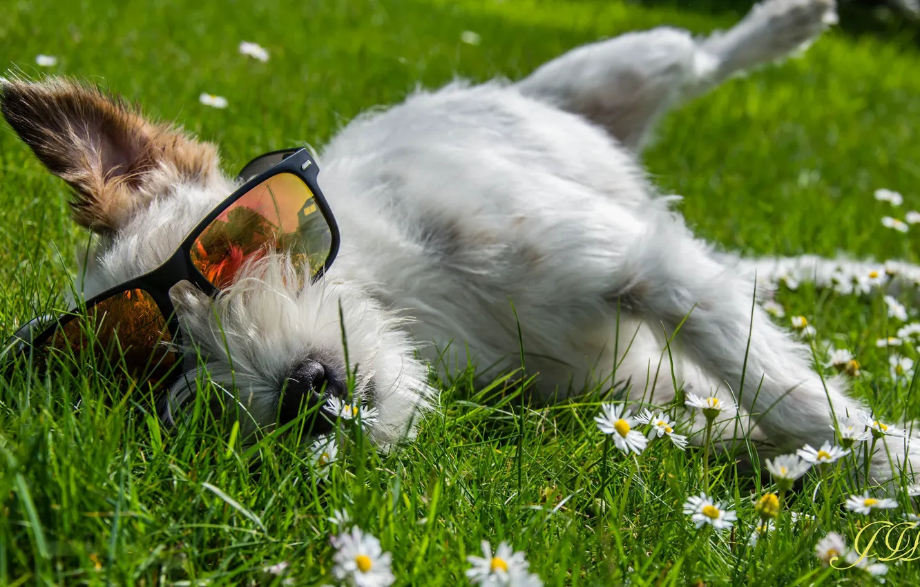 Photo wallpaper summer, meadow, glasses, dog