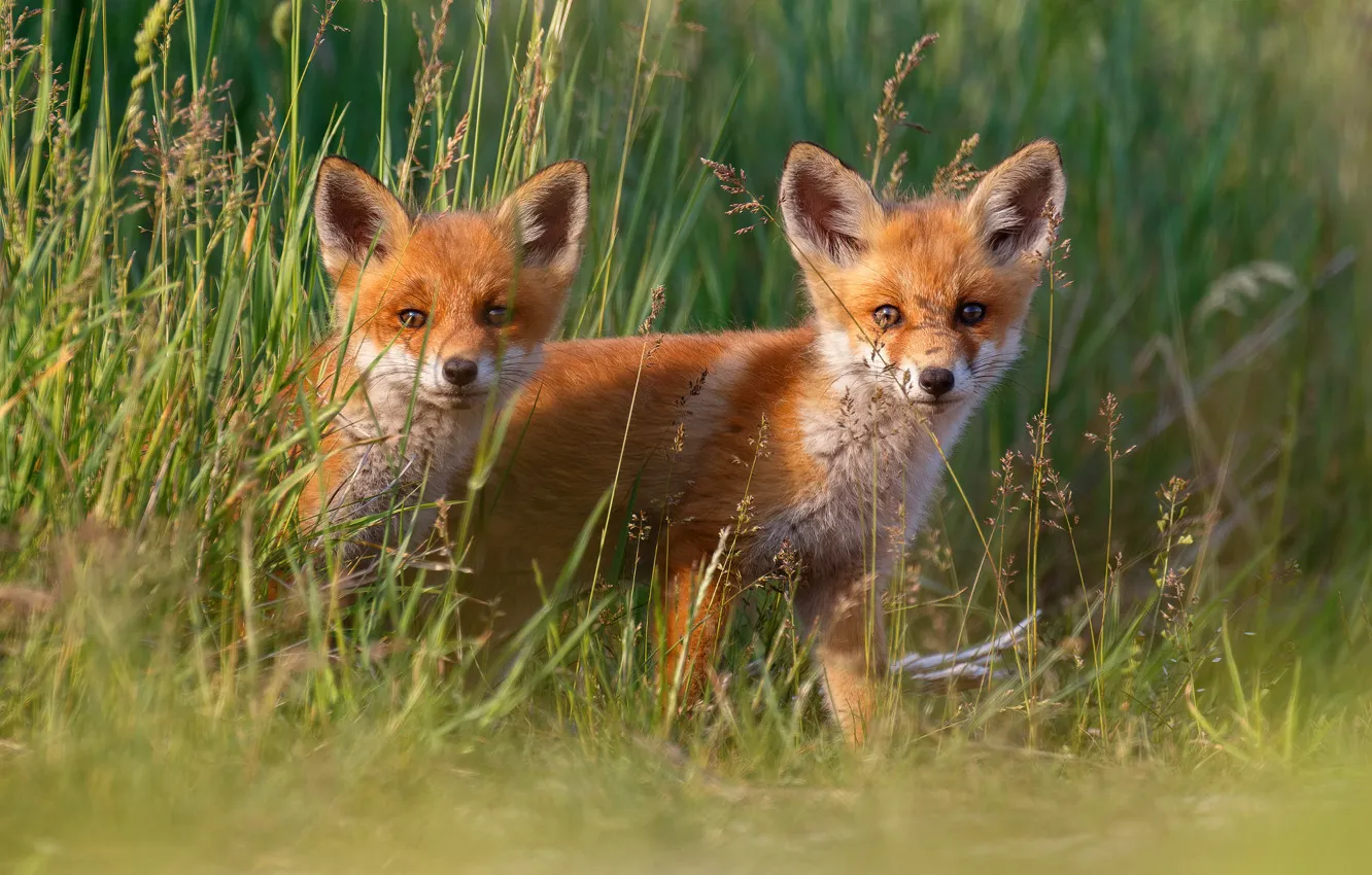Photo wallpaper grass, Fox, kids, a couple, Duo, two, cubs, two Fox
