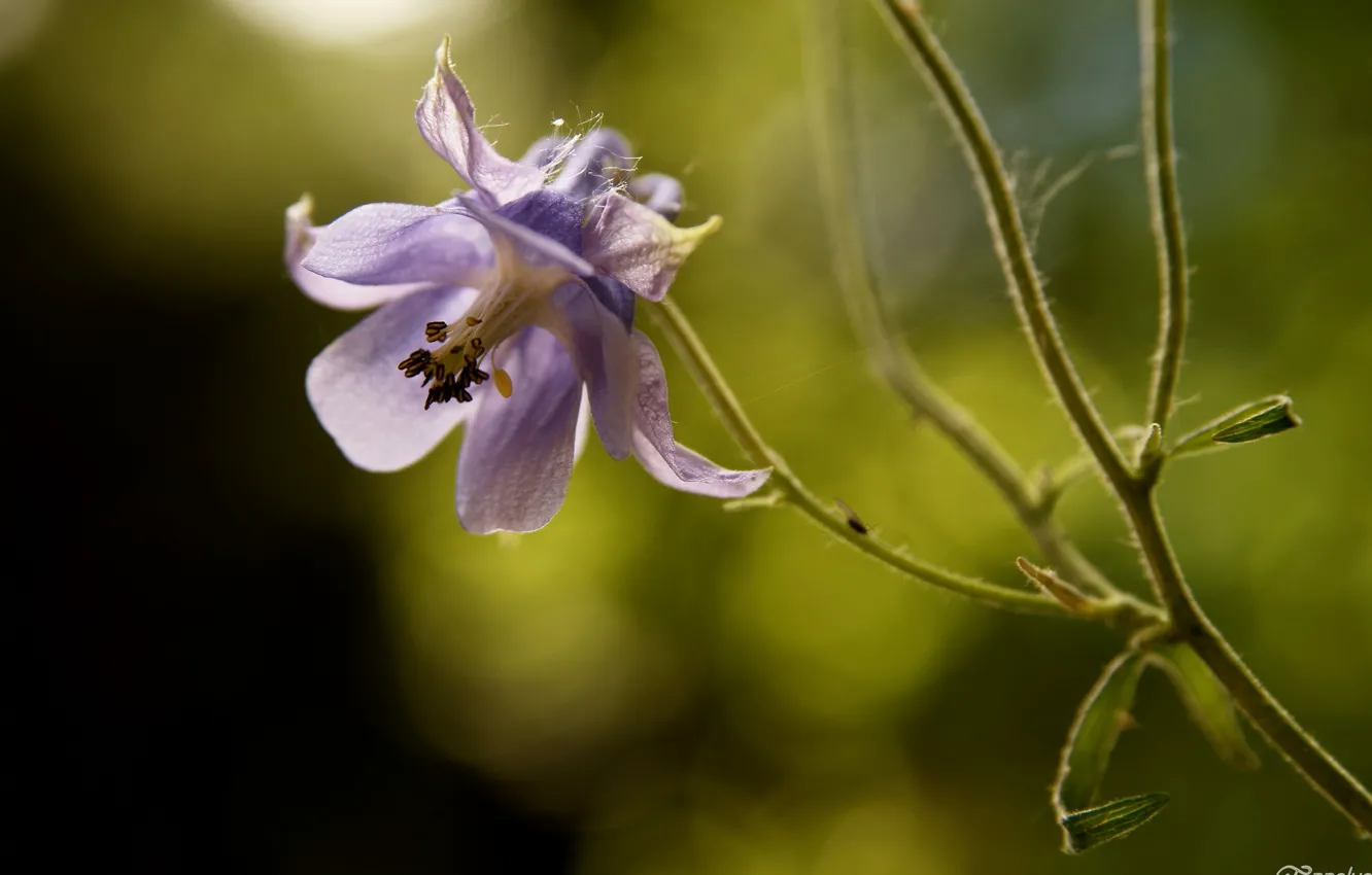 Photo wallpaper macro, flowers, the catchment
