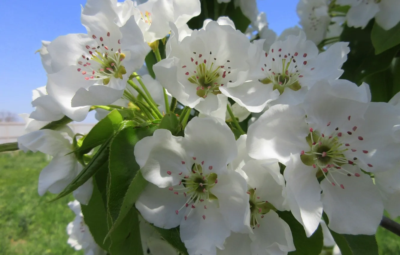 Photo wallpaper flowers, Meduzanol ©, flowering pear