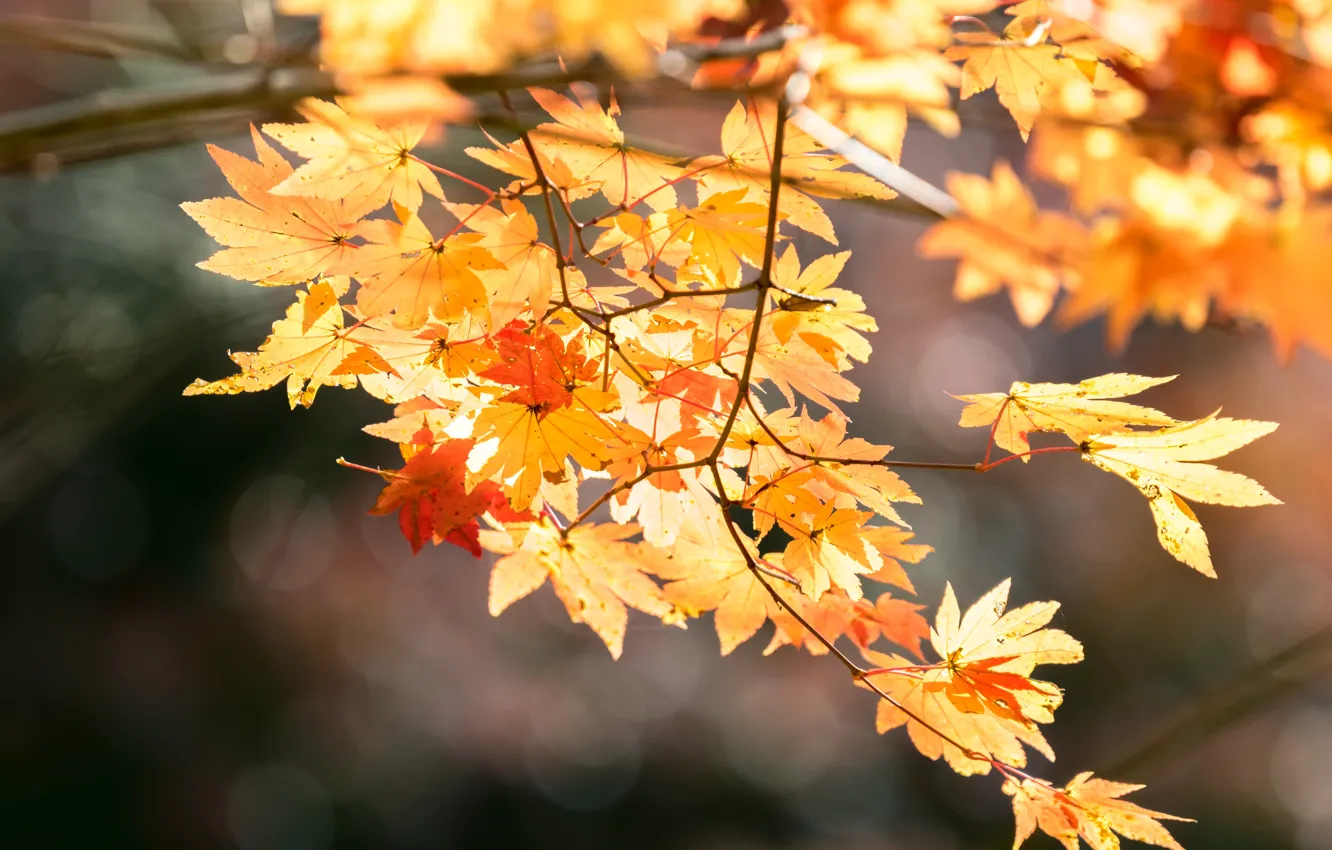 Photo wallpaper autumn, leaves, trees, colorful, maple, autumn, leaves, autumn