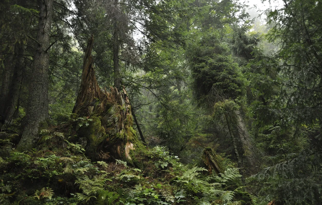 Photo wallpaper forest, trees, nature