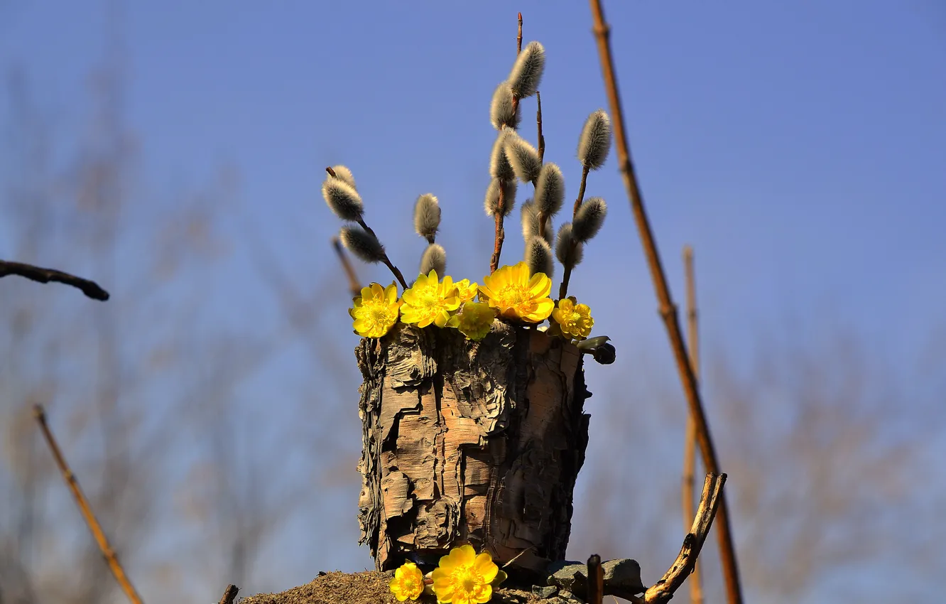 Photo wallpaper the sky, flowers, branches, nature, spring, bark, Verba, tuesok