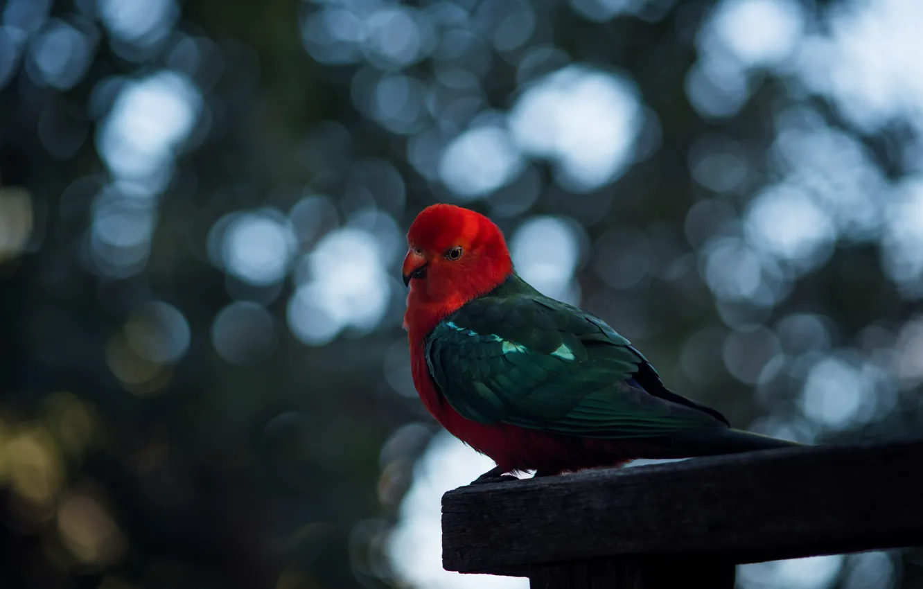 Photo wallpaper the dark background, bird, Board, parrot, bokeh