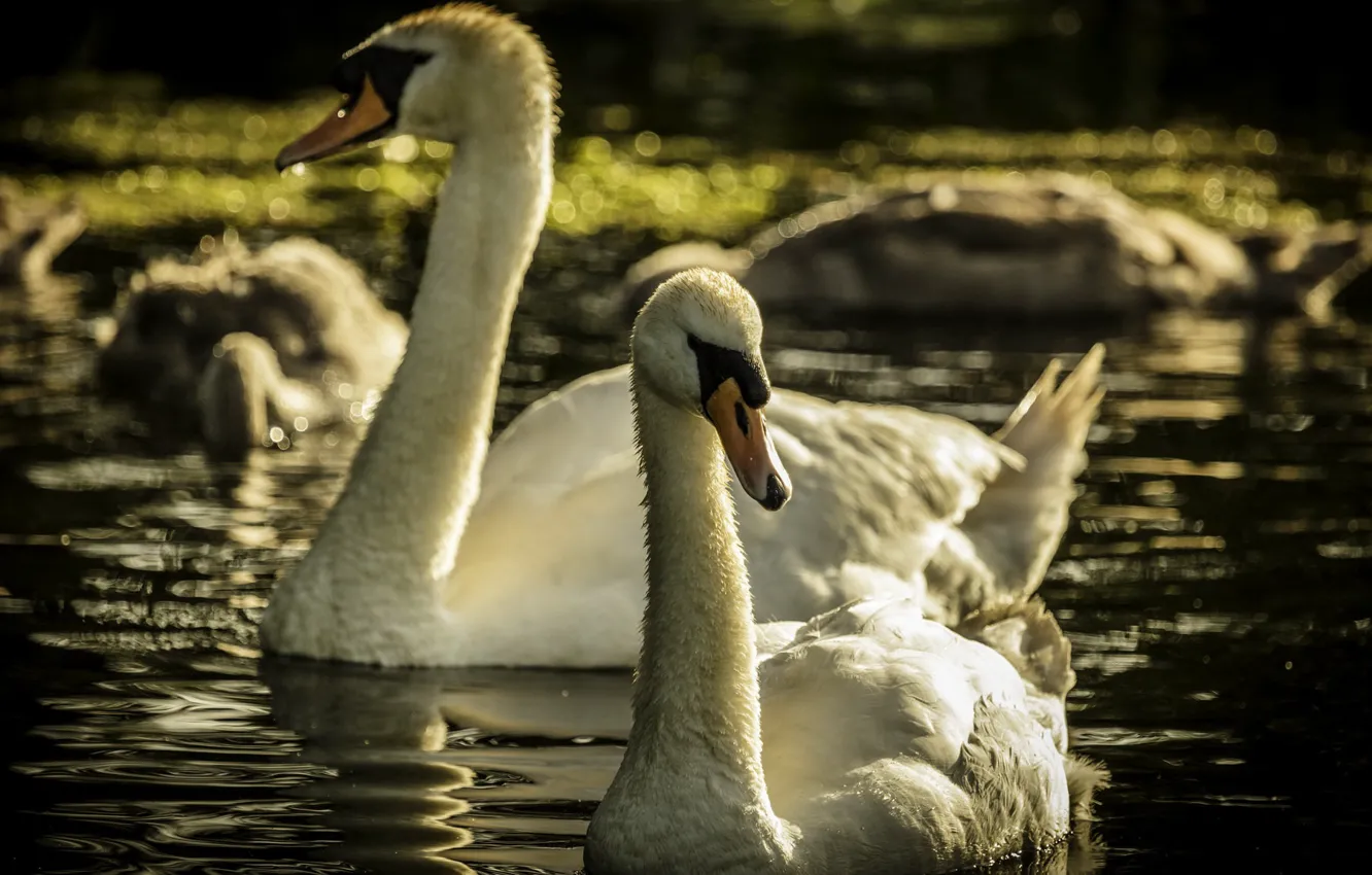 Photo wallpaper birds, lake, swans