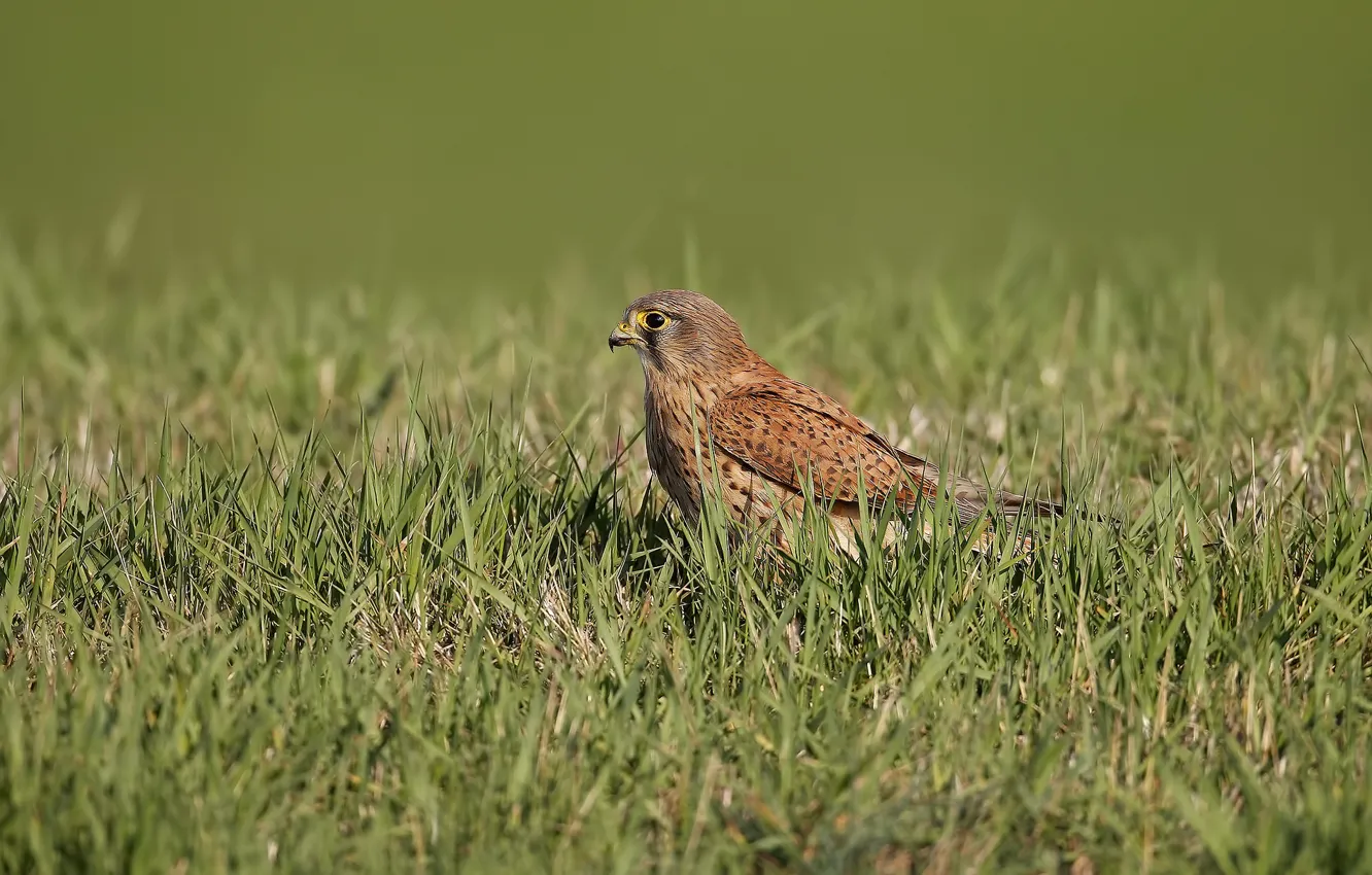 Photo wallpaper grass, bird, predator, Kestrel