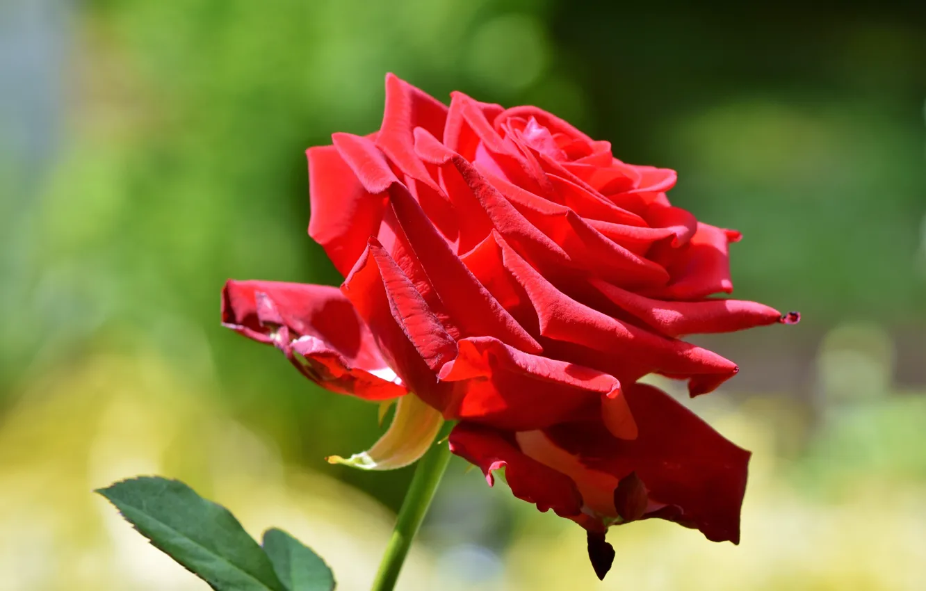 Photo wallpaper flower, rose, Bud, red