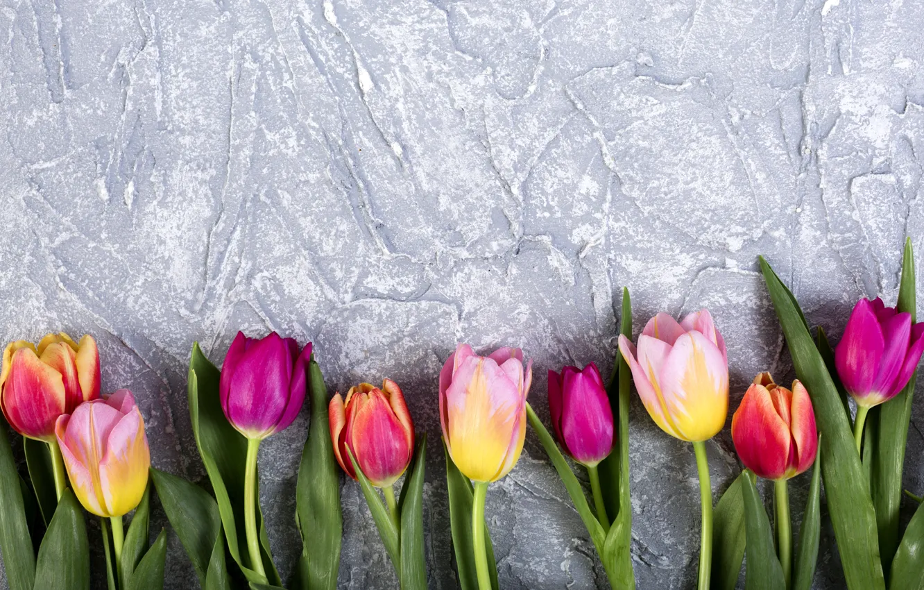 Photo wallpaper flowers, colorful, tulips, flowers, tulips, spring