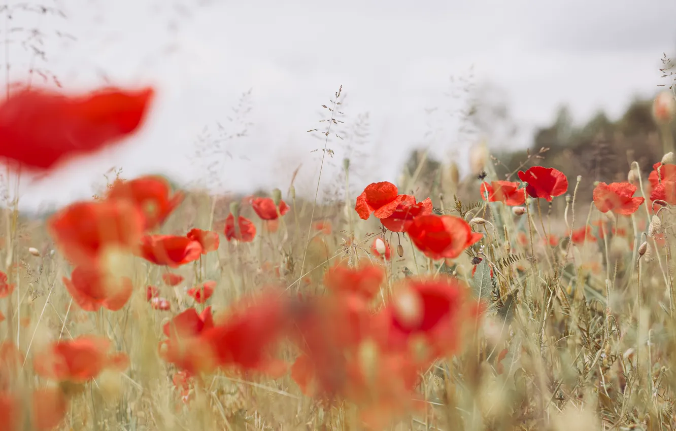 Photo wallpaper flowers, Maki, bokeh