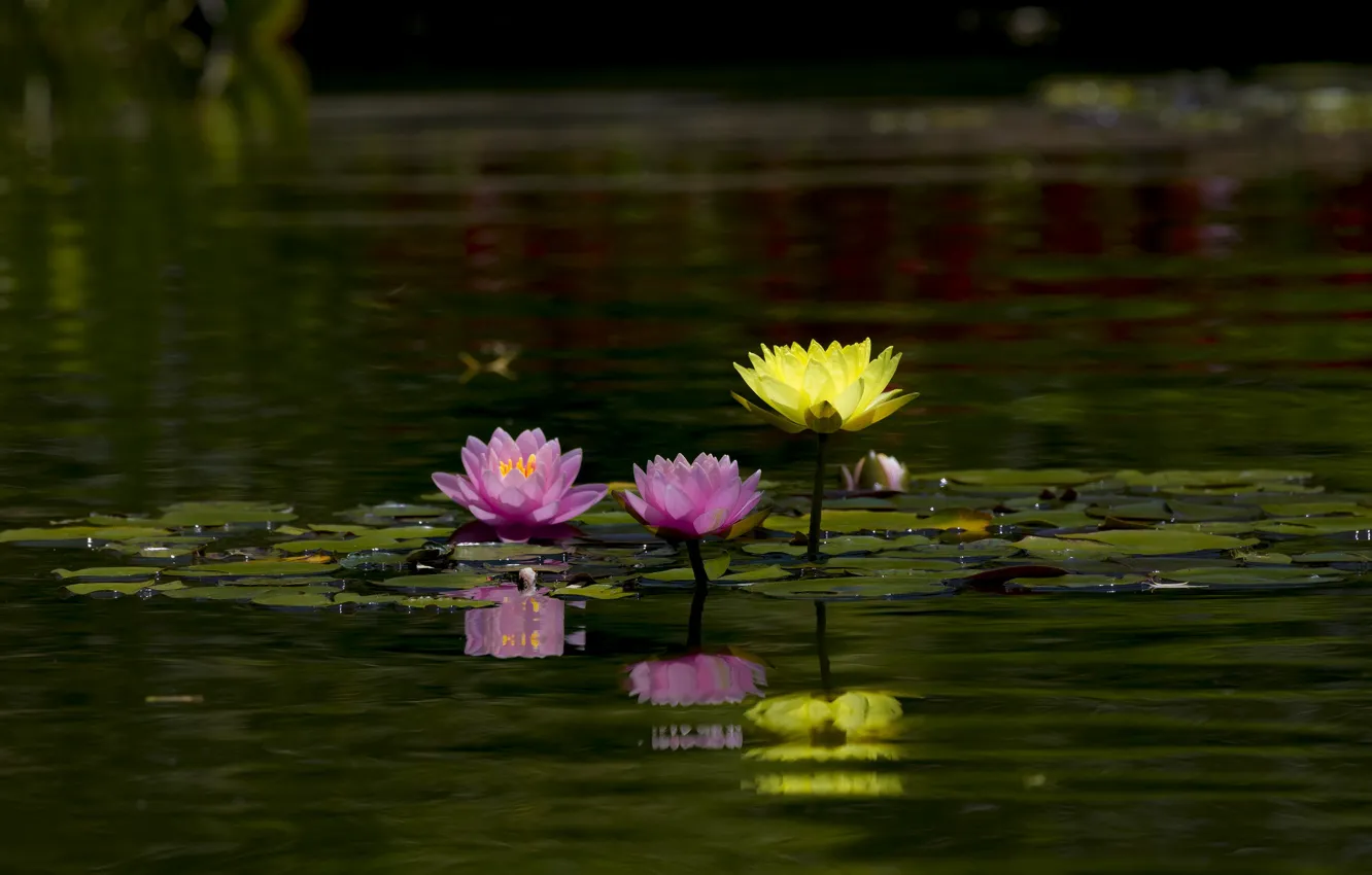 Photo wallpaper leaves, water, flowers, yellow, nature, lake, pond, reflection