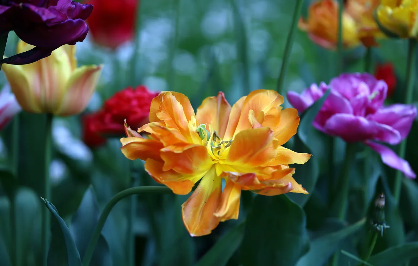 Photo wallpaper flowers, Tulip, spring, yellow, petals, tulips, flowerbed, different