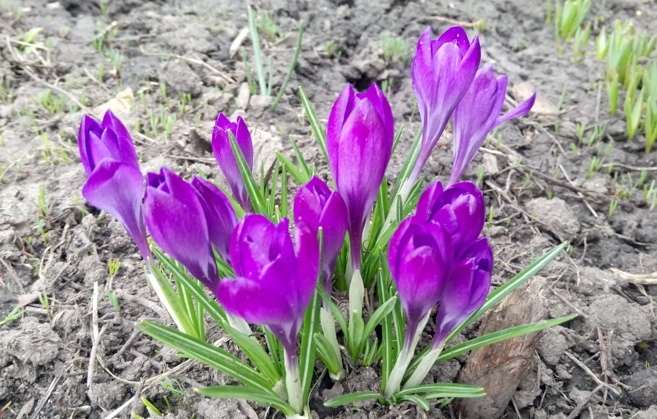 Photo wallpaper Spring, Crocuses, Purple