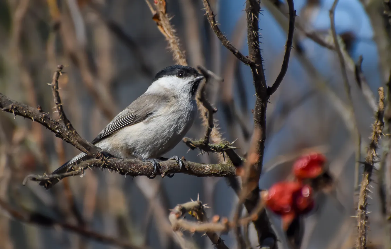 Photo wallpaper bird, spring, tit, photohunt, chubby