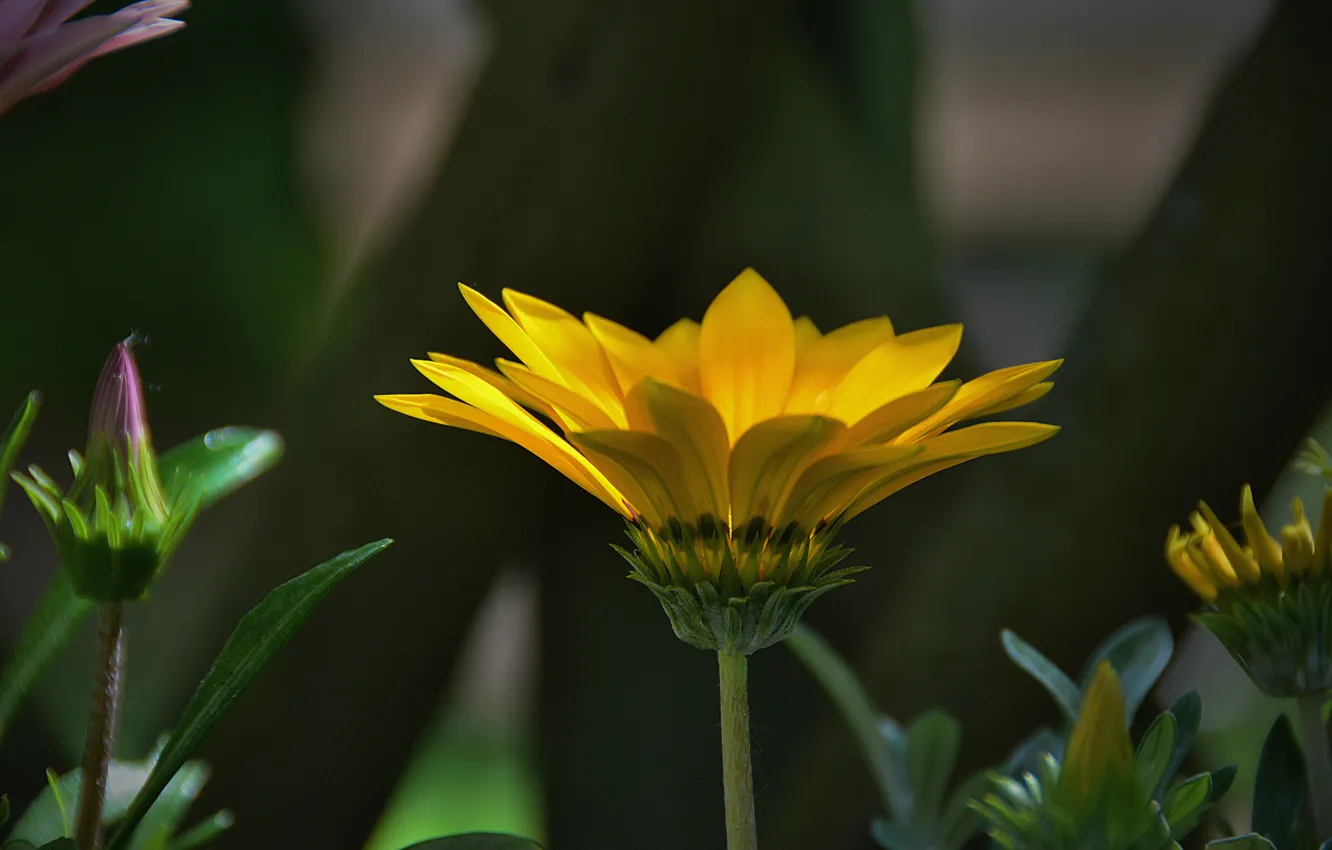 Photo wallpaper Bokeh, Bokeh, Yellow flower, Yellow flower