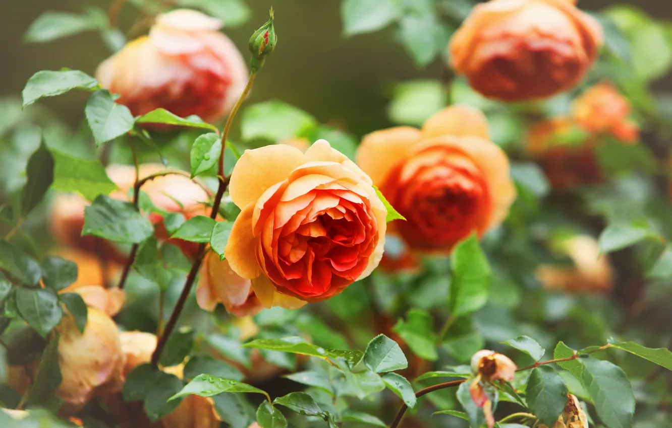 Photo wallpaper summer, flowers, nature