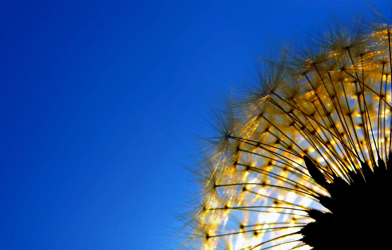 Photo wallpaper the sky, nature, dandelion, plant, blade of grass