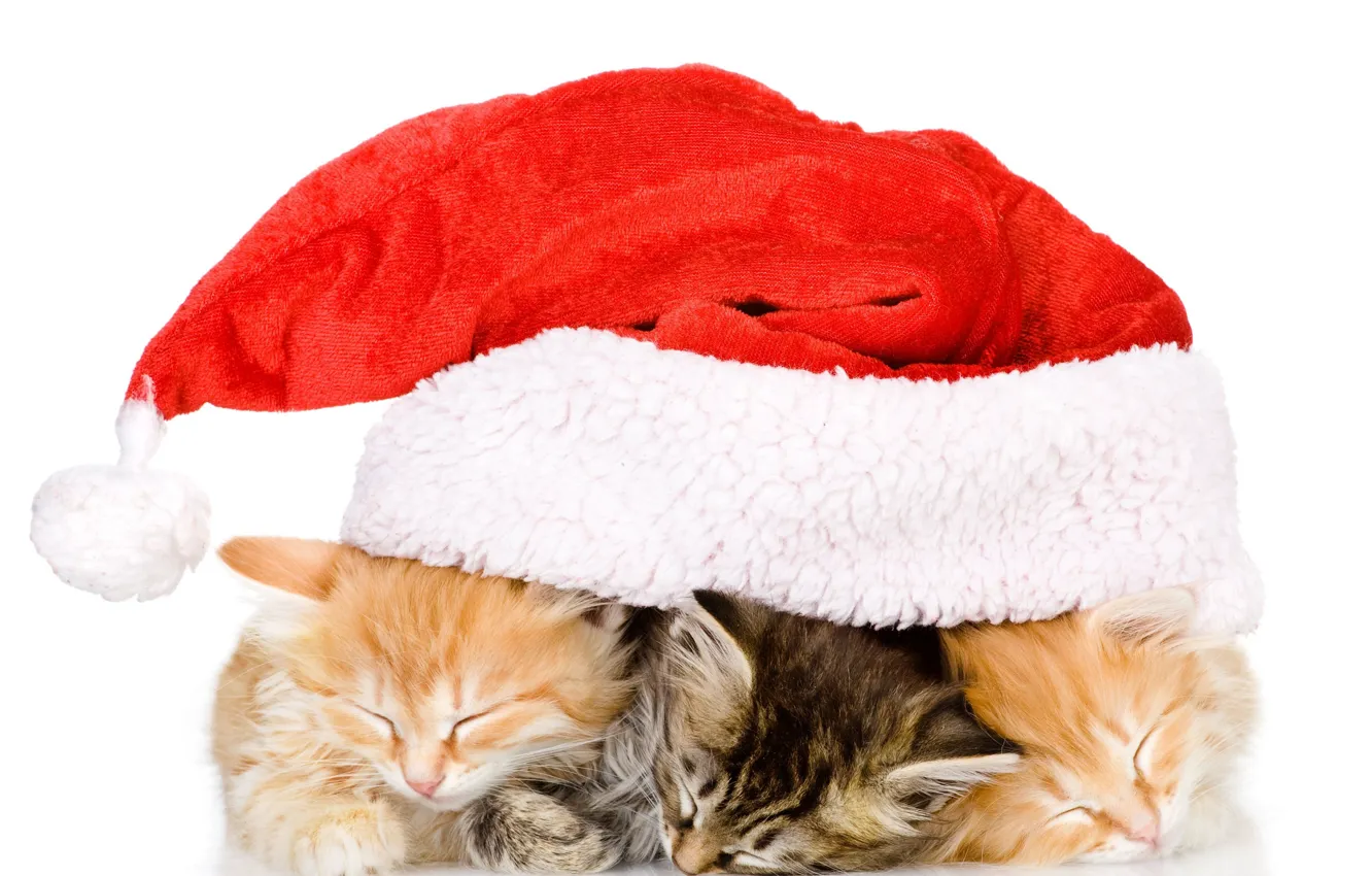 Photo wallpaper BACKGROUND, WHITE, YEAR, TRIO, RED, KITTENS, NEW, HAT