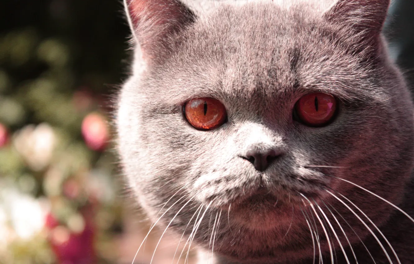 Photo wallpaper cat, macro, cat