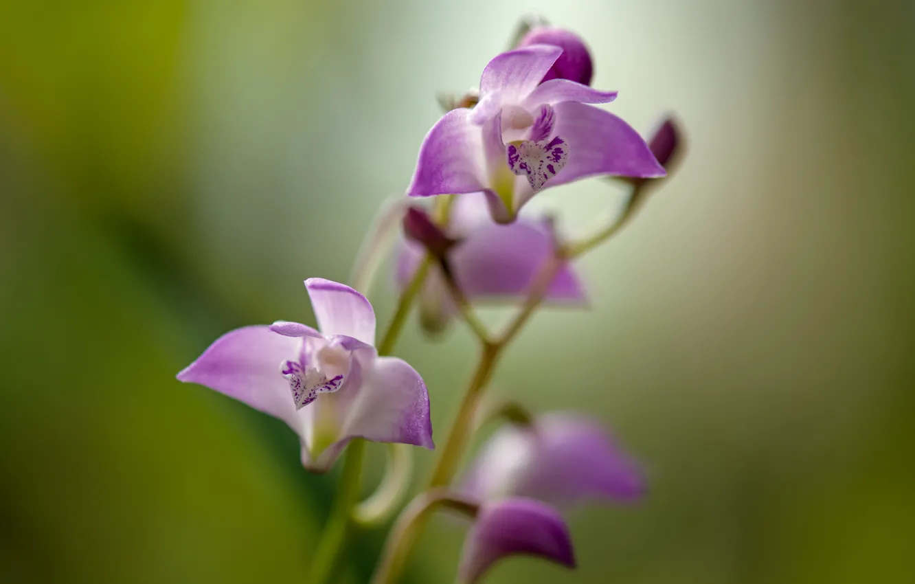Photo wallpaper flower, stems, petals, purple flower