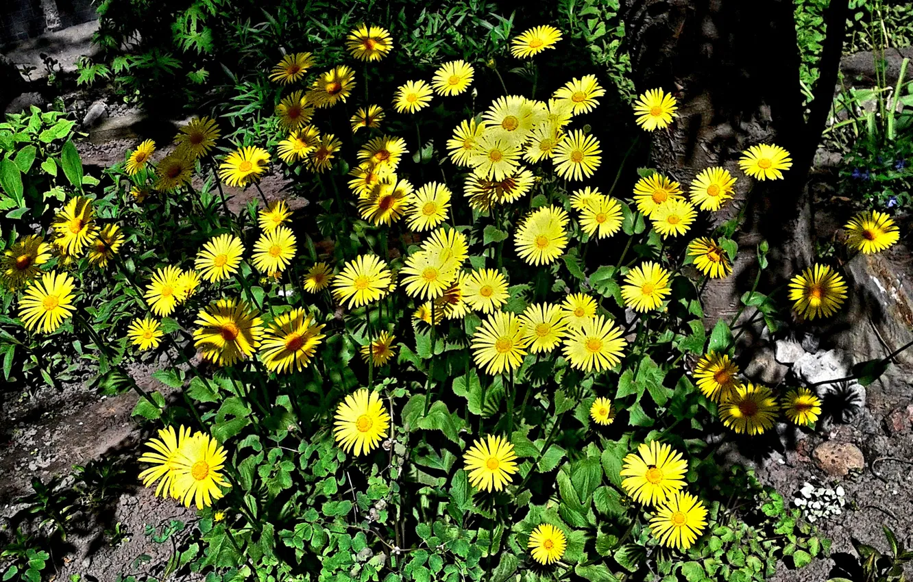 Photo wallpaper plant, May 2025, Doronikum vostochny