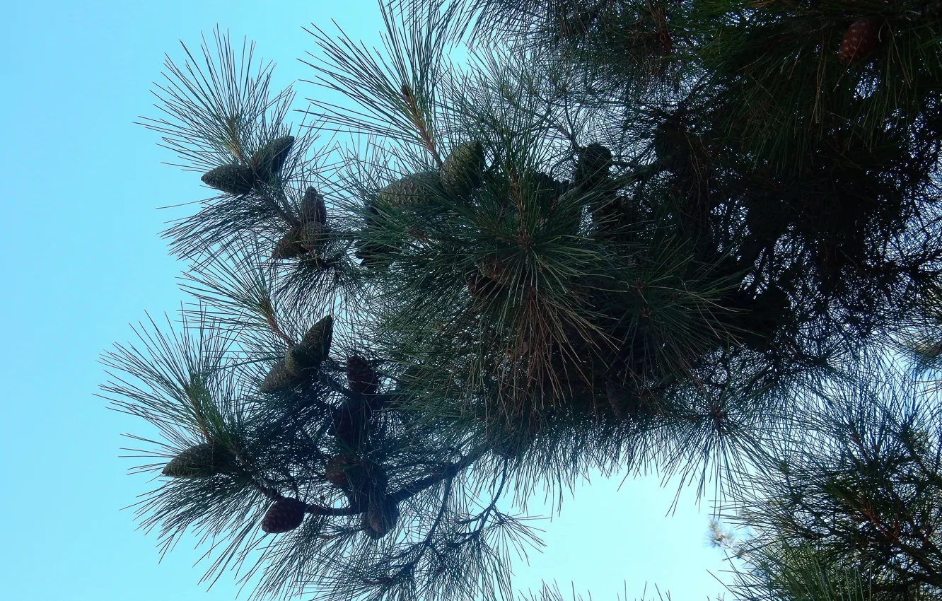 Photo wallpaper the sky, widescreen, Wallpaper, spruce, wallpaper, bumps, widescreen, background