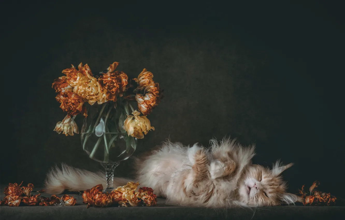 Photo wallpaper cat, cat, flowers, the dark background, lies