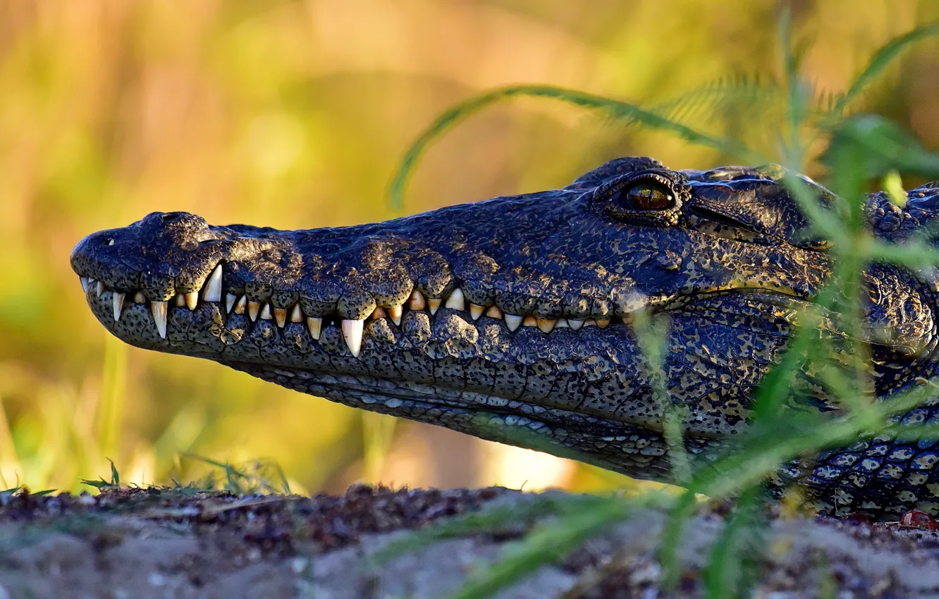 Photo wallpaper face, crocodile, profile