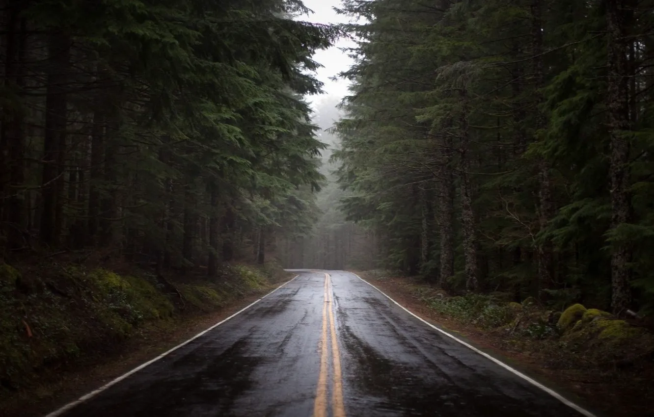 Photo wallpaper road, forest, rain