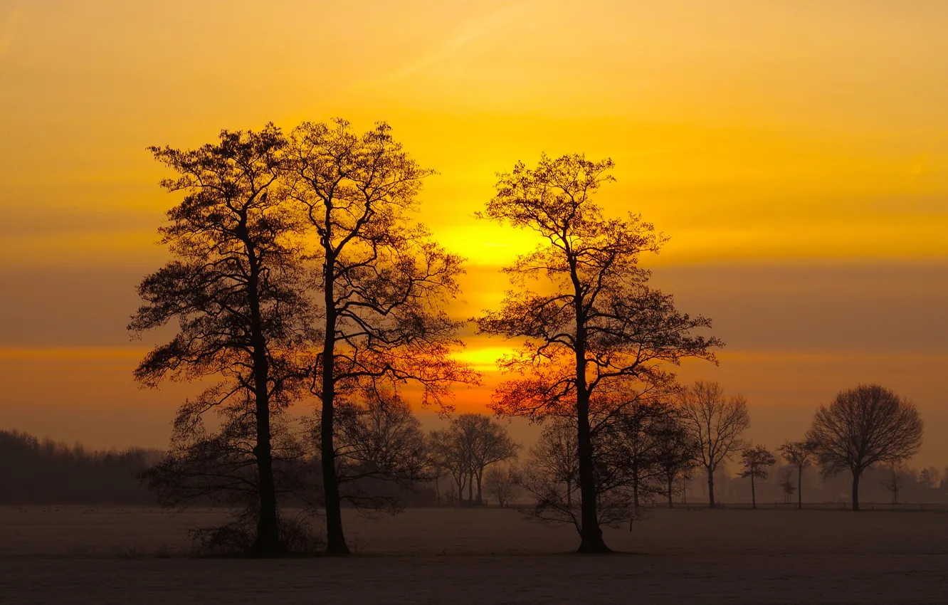 Photo wallpaper winter, field, forest, snow, trees, fog, dawn, morning