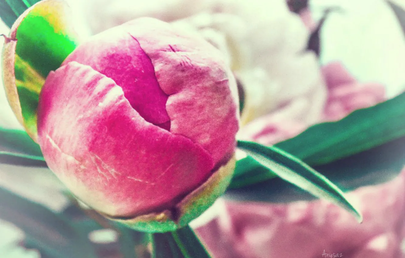 Photo wallpaper flowers, pink, bouquet, peonies