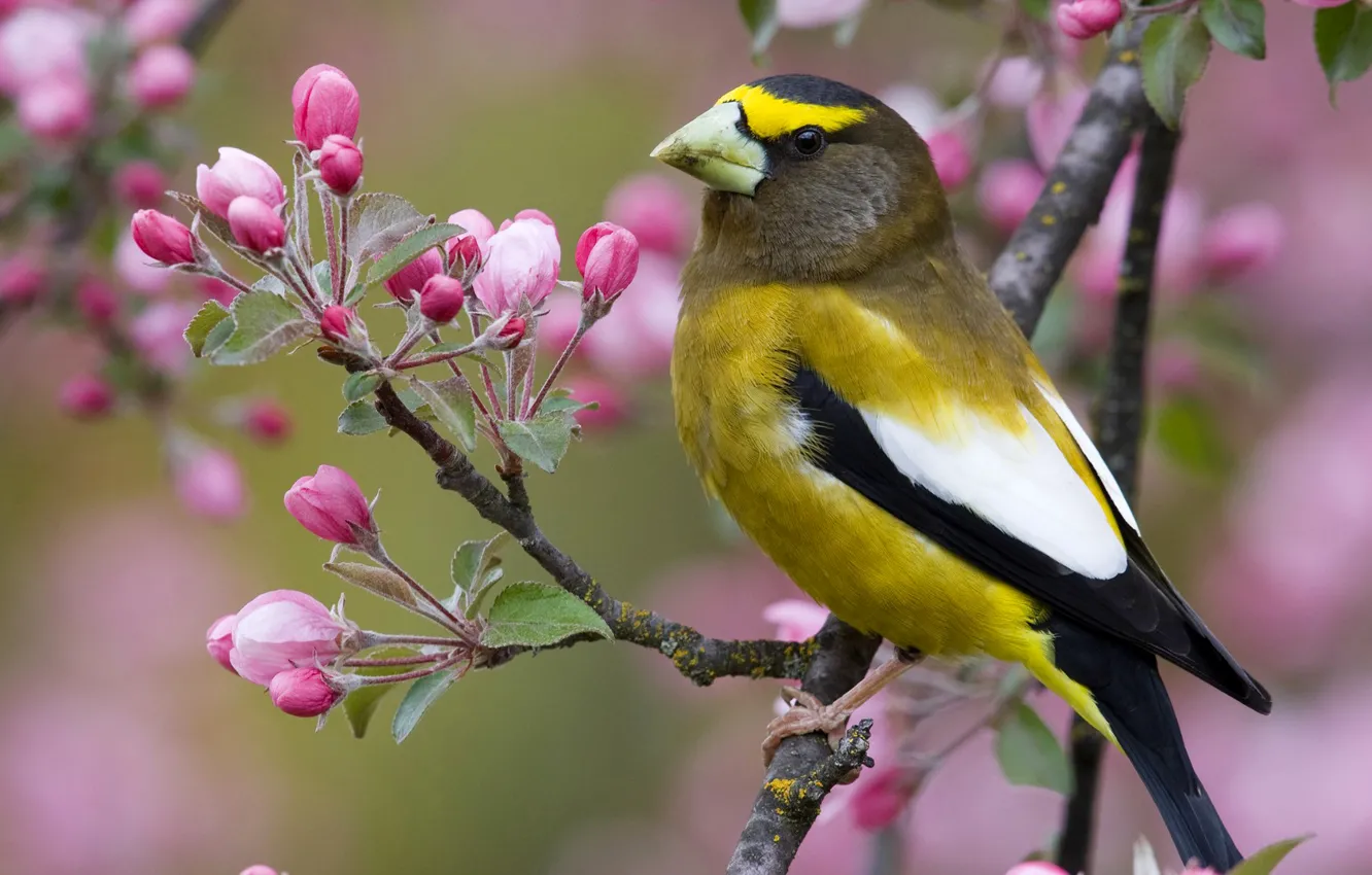 Photo wallpaper flowers, nature, bird, branch, spring, beak