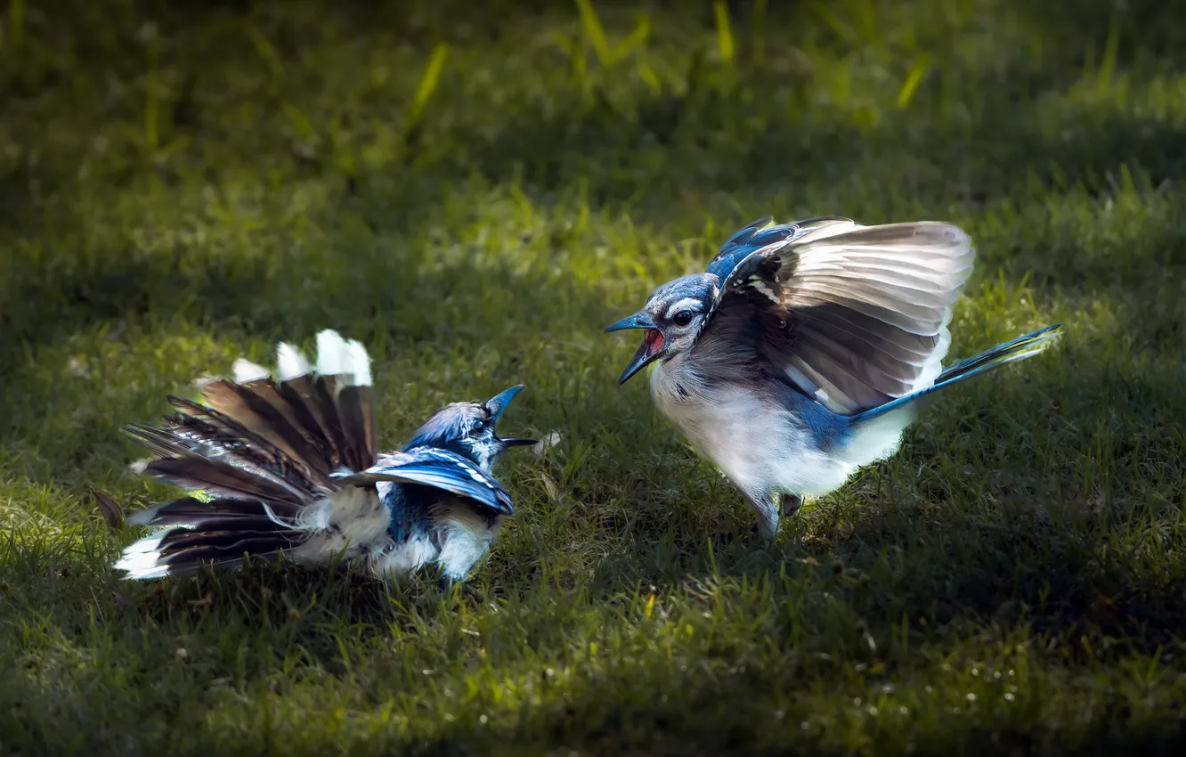 Photo wallpaper grass, bird, the opposition, meadow, fight, pair
