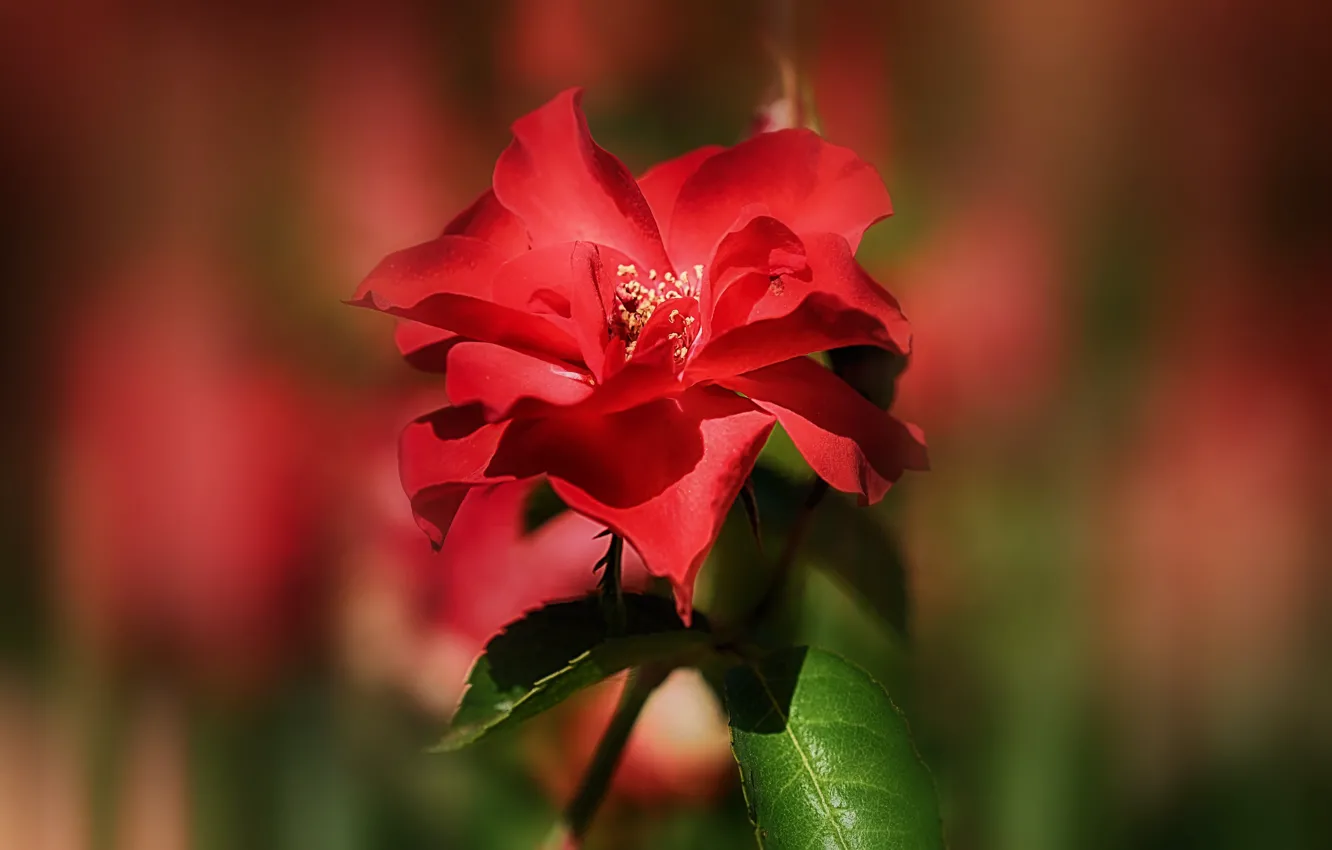 Photo wallpaper background, rose, petals, red, scarlet, bokeh