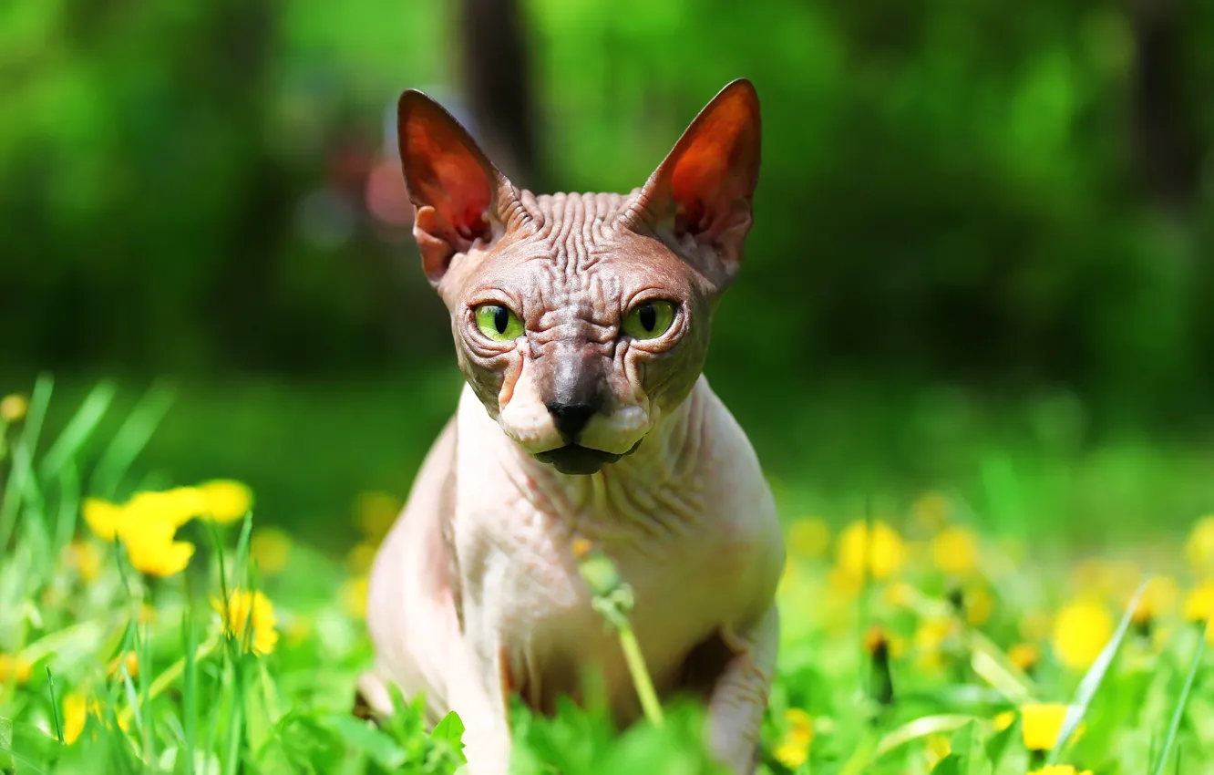 Photo wallpaper cat, background, face, Sphinx
