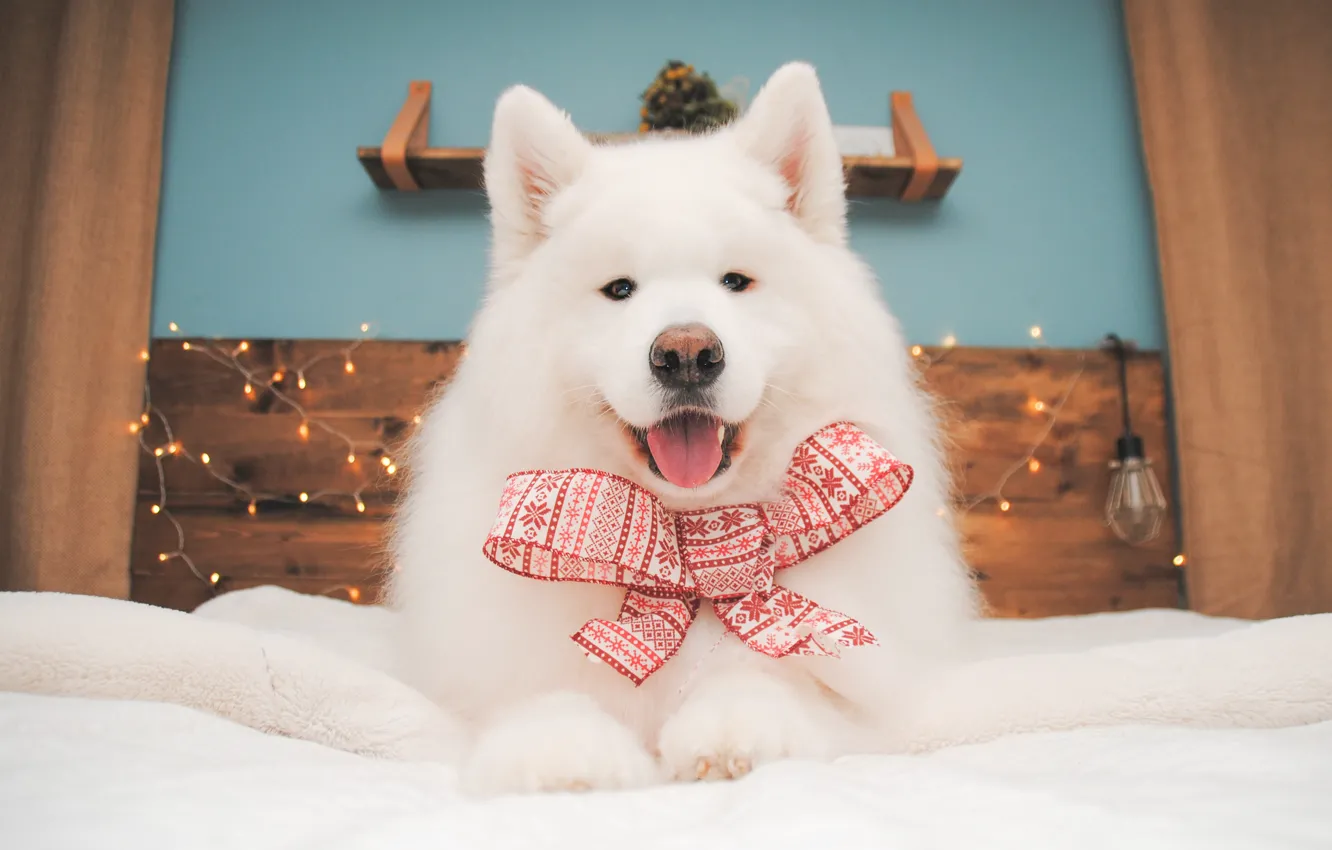 Photo wallpaper look, pose, dog, face, Samoyed